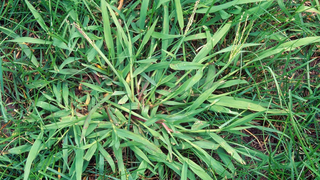 How To Control the Most Common Southern Weeds